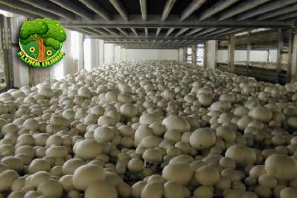 Jamur Kancing 5 Lezatnya Bikin Nagih Terus!