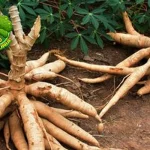 Singkong Si Kuat yang Memberi 5 Kehidupan