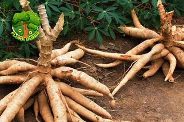 Singkong Si Kuat yang Memberi 5 Kehidupan