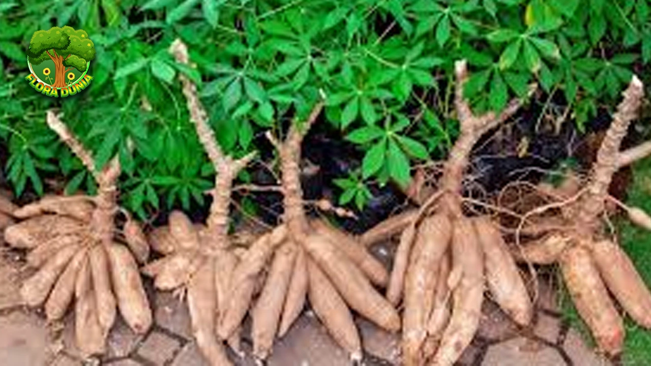 Singkong Si Kuat yang Memberi 5 Kehidupan