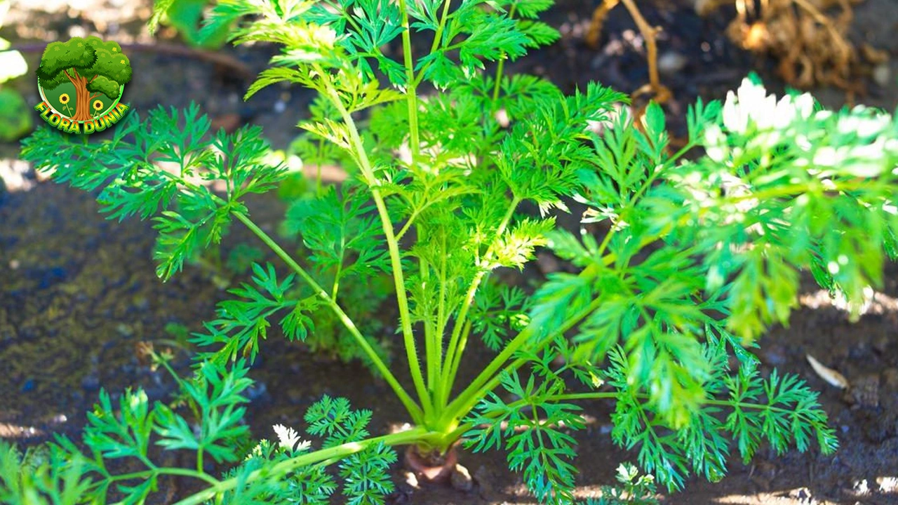 Wortel Sejarah Tanam, Varietas, Resmi 11 Manfaatnya