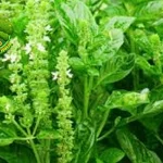 85 Keunikan Daun Kemangi Perlu Anda Tajam