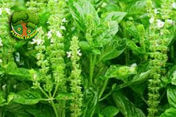 85 Keunikan Daun Kemangi Perlu Anda Tajam