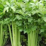 Seledri untuk Darah Tinggi, 3x Manjur Parah
