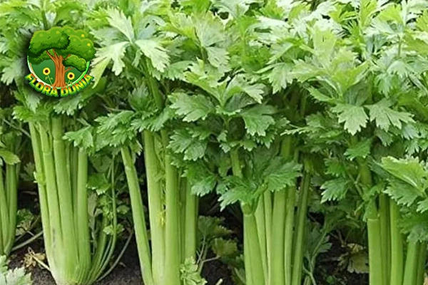 Seledri untuk Darah Tinggi, 3x Manjur Parah