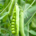 Kacang Polong Si Hijau Bikin 3 Hidup Lebih Sehat