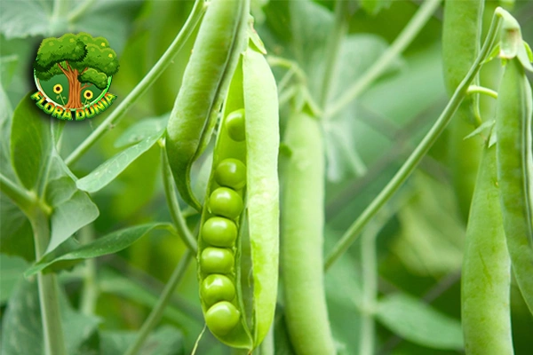 Kacang Polong Si Hijau Bikin 3 Hidup Lebih Sehat