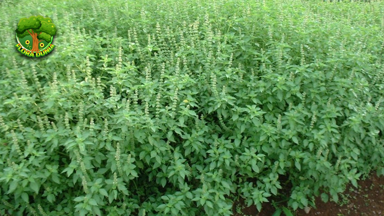 85 Keunikan Daun Kemangi Perlu Anda Tajam