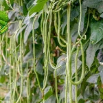 Budidaya Kacang Panjang Omzet Penuh 10jt Rupiah