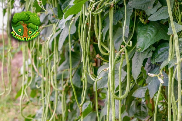 Budidaya Kacang Panjang Omzet Penuh 10jt Rupiah