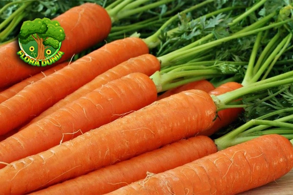 Wortel Sejarah Tanam, Varietas, Resmi 11 Manfaatnya