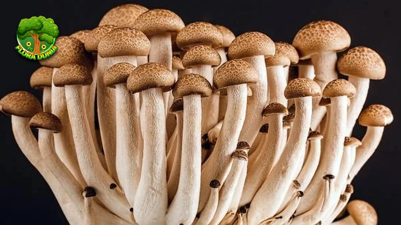 Jamur Kancing 5 Lezatnya Bikin Nagih Terus! 2 Jamur Kancing 5 Lezatnya Bikin Nagih Terus!