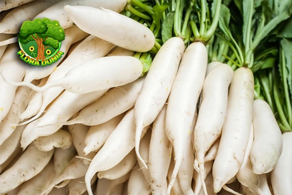 Khasiat Lobak Putih: Sayur 16 Simpel yang Bikin Sehat!