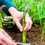 Asparagus 6 Tren Hidup Sehat Ala Sultan Masa Kini!