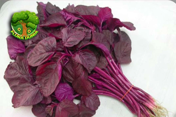 Bayam Merah Enak, Unik 5 Anak Lahap Makan