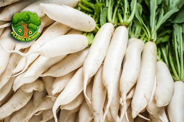 7 Resep Olahan Lobak Kekinian, Cocok Buat Ide Jualan