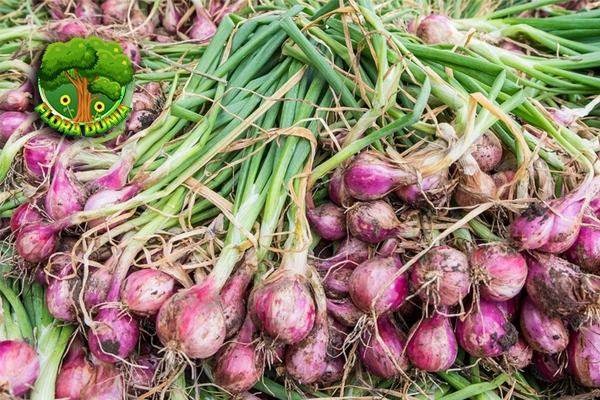 Bawang Merah Punya Baru Magic Buat 1 Tubuh