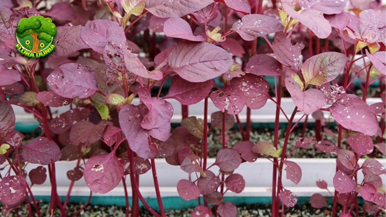 Bayam Merah Enak, Unik 5 Anak Lahap Makan 2 Bayam Merah Enak, Unik 5 Anak Lahap Makan