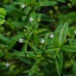 Daun Mutiara, Tanaman Liar Yang Bisa Bikin 7 Sehat!