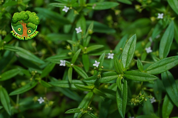 Daun Mutiara, Tanaman Liar Yang Bisa Bikin 7 Sehat!