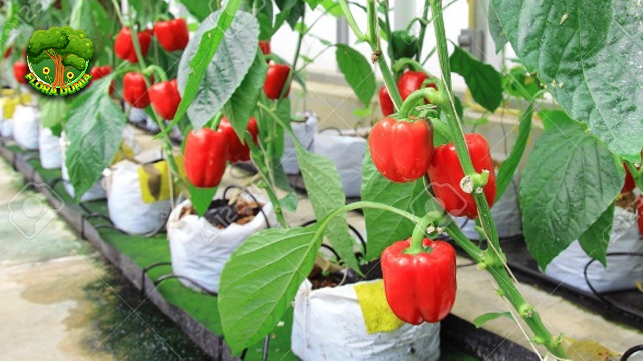 Paprika Si Warna-Warni Penuh 50 Khasiat!