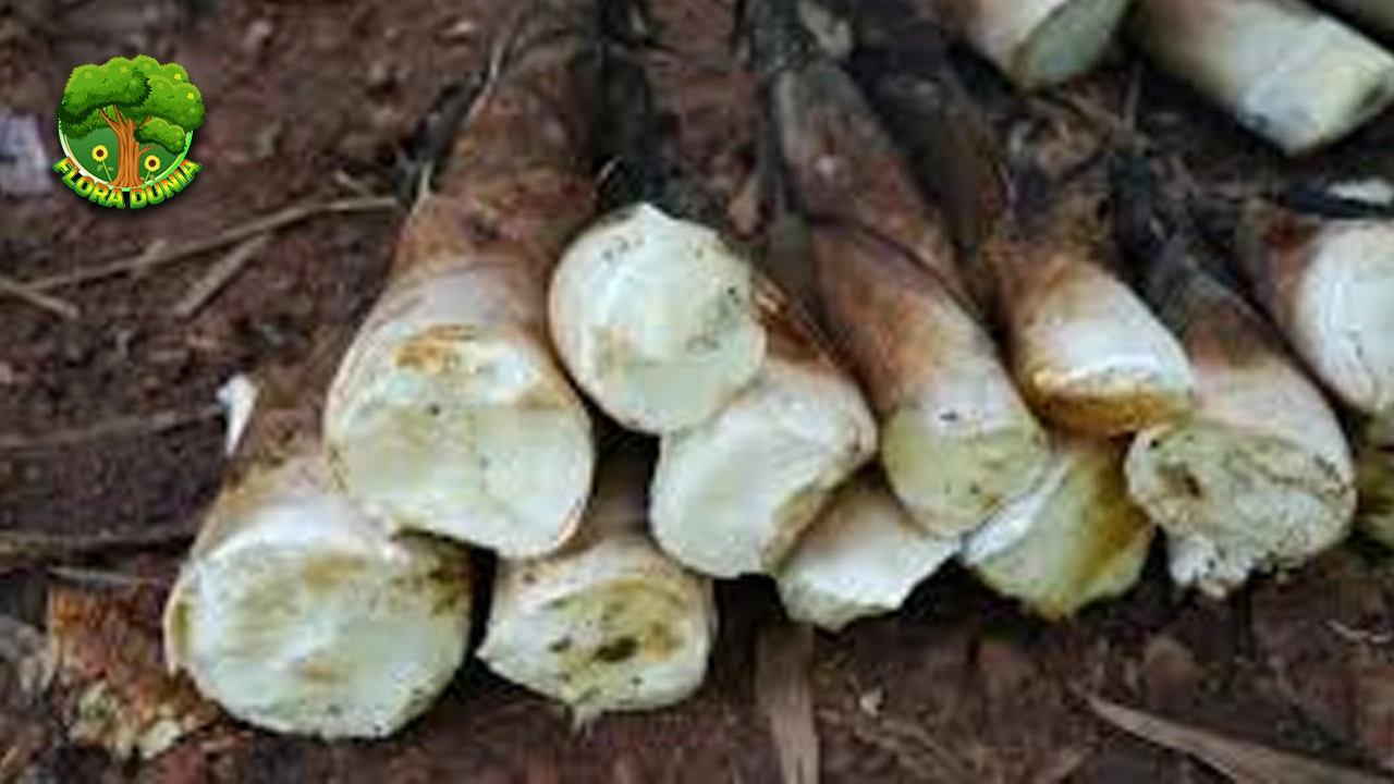 Rebung Kenapa Hidup 1 Favorit di Indonesia?