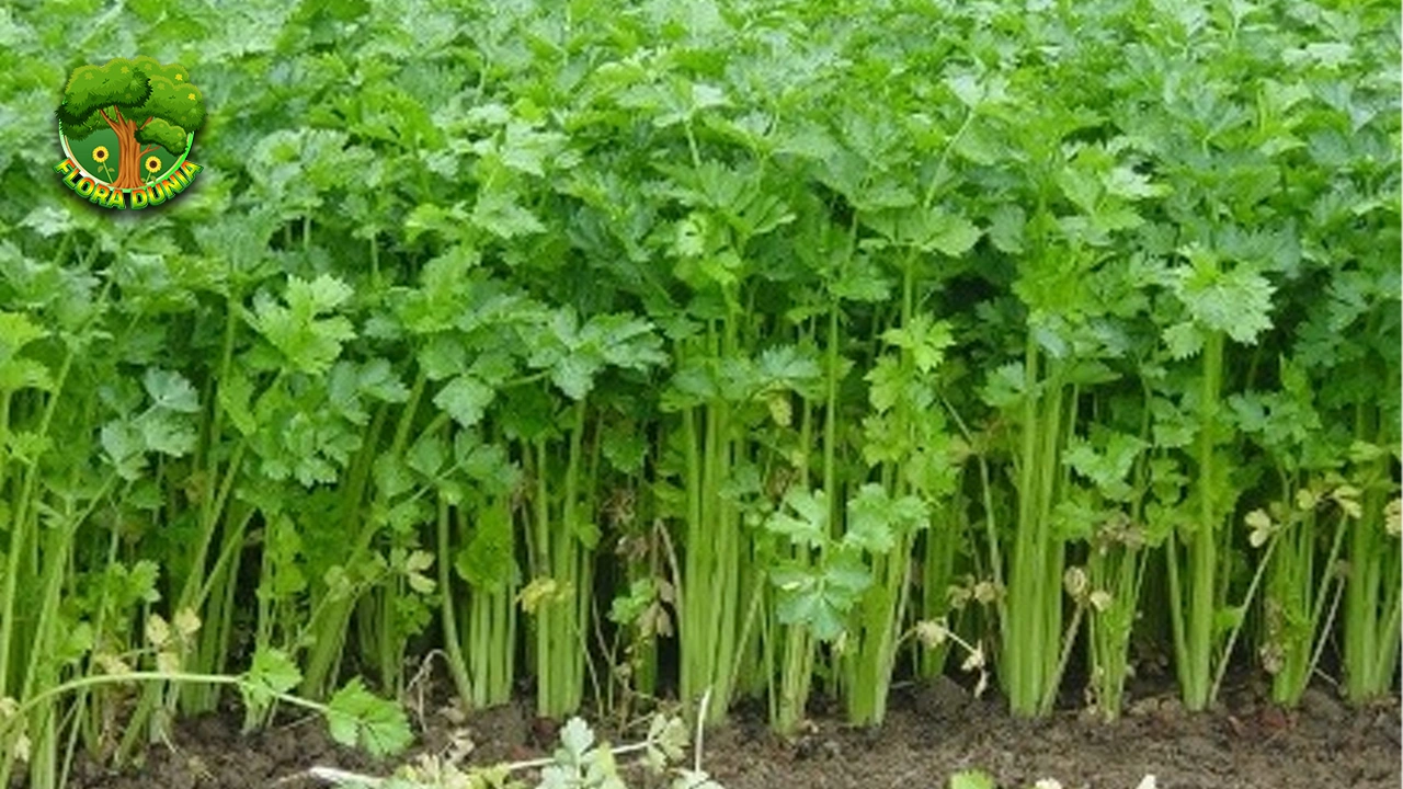 Seledri untuk Darah Tinggi, 3x Manjur Parah