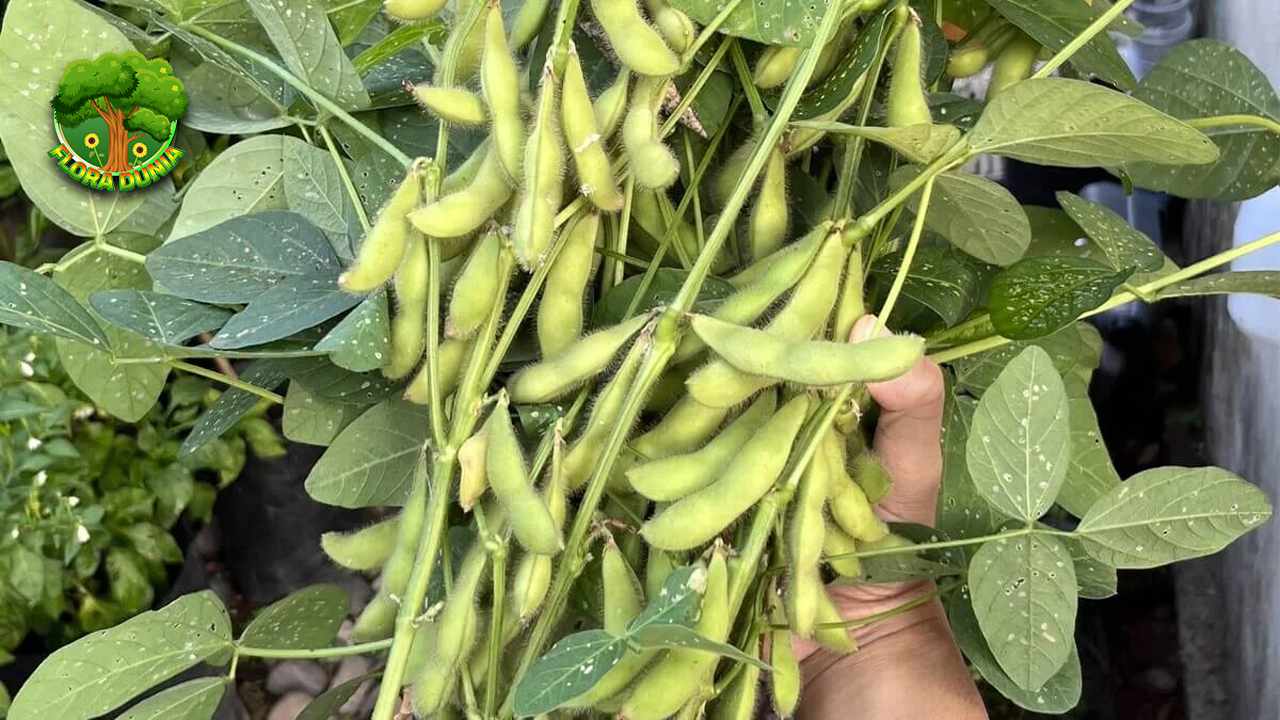 Edamame Si Kacang Ajaib Kaya 100 Manfaat! 2 Edamame Si Kacang Ajaib Kaya 100 Manfaat!