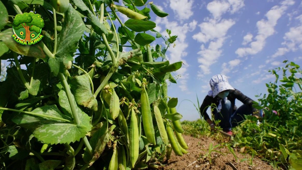 c 2 Kacang Polong Si Hijau Bikin 3 Hidup Lebih Sehat