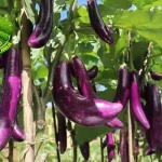 Terong Ternyata Punya Nutrisi 100% baru Tinggi
