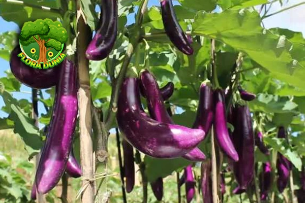 Terong Ternyata Punya Nutrisi 100% baru Tinggi