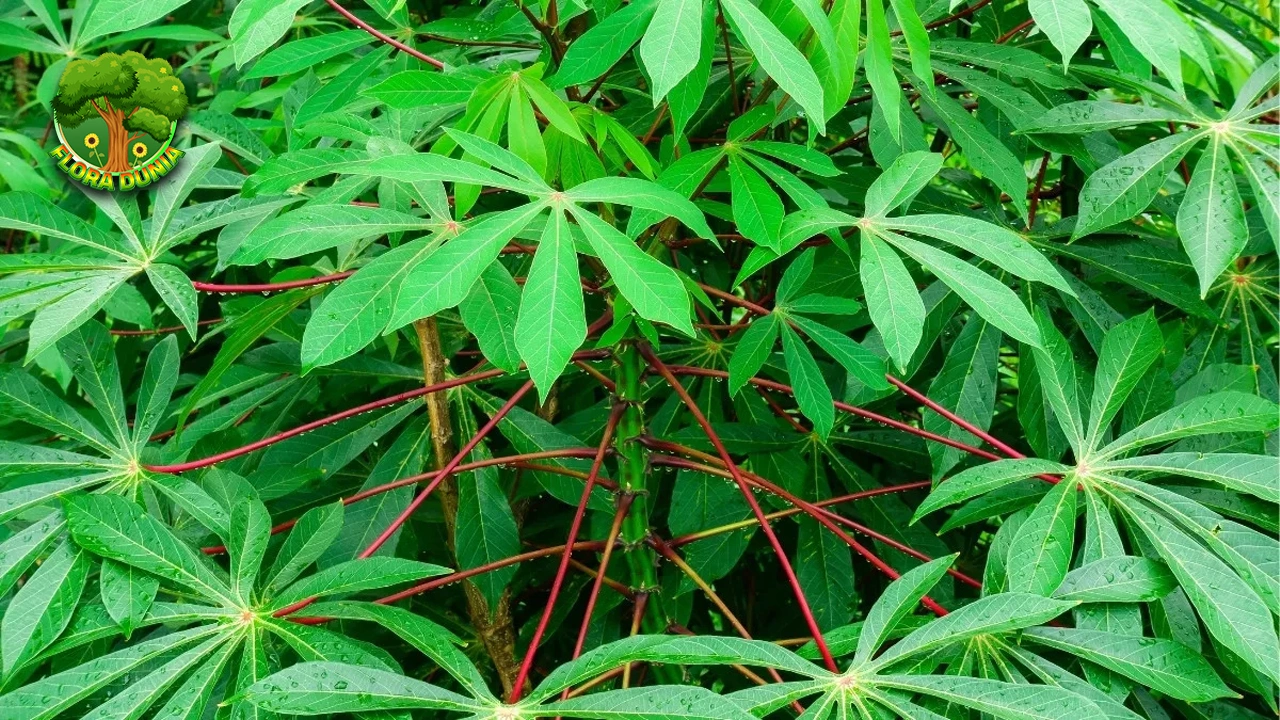 Daun Singkong Kekinian, 15 Rasanya Juara Banget 4 Daun Singkong Kekinian, 15 Rasanya Juara Banget