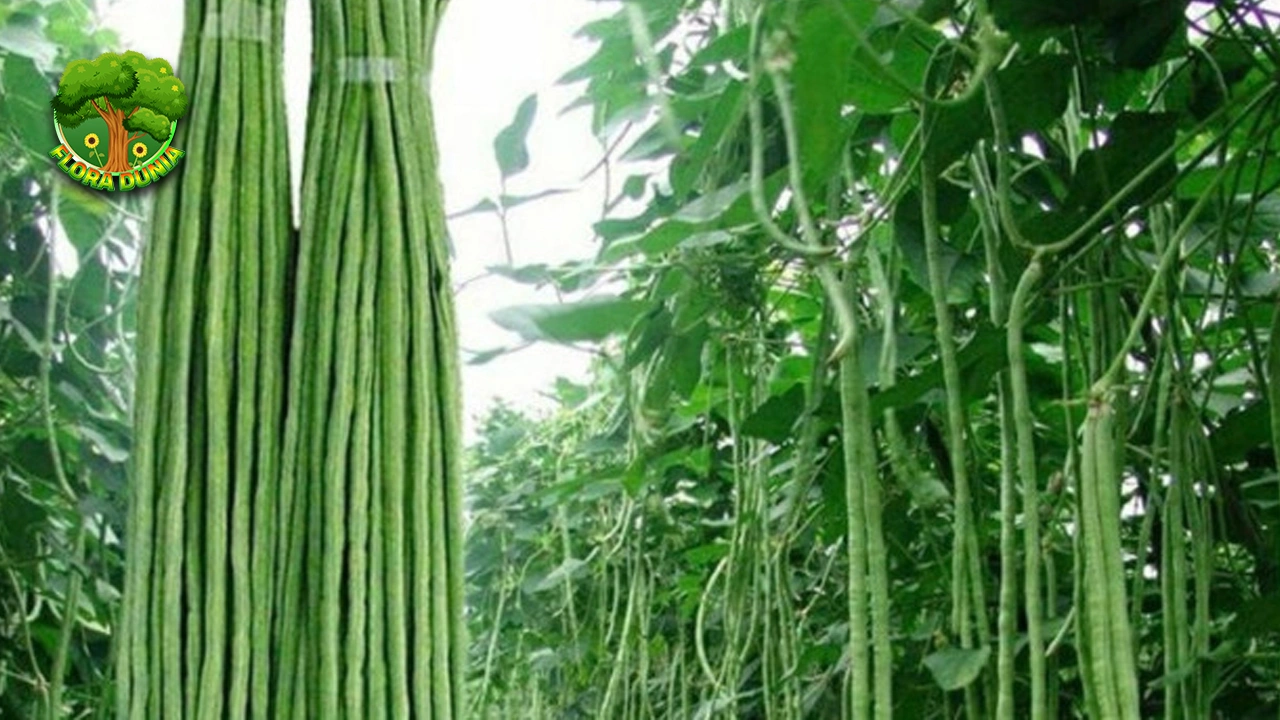 Budidaya Kacang Panjang Omzet Penuh 10jt Rupiah 2 Budidaya Kacang Panjang Omzet Penuh 10jt Rupiah