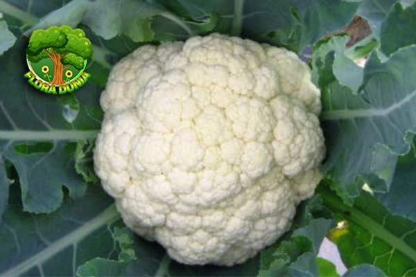 Kembang Kol 2 Pahlawan Super di Piring Anda