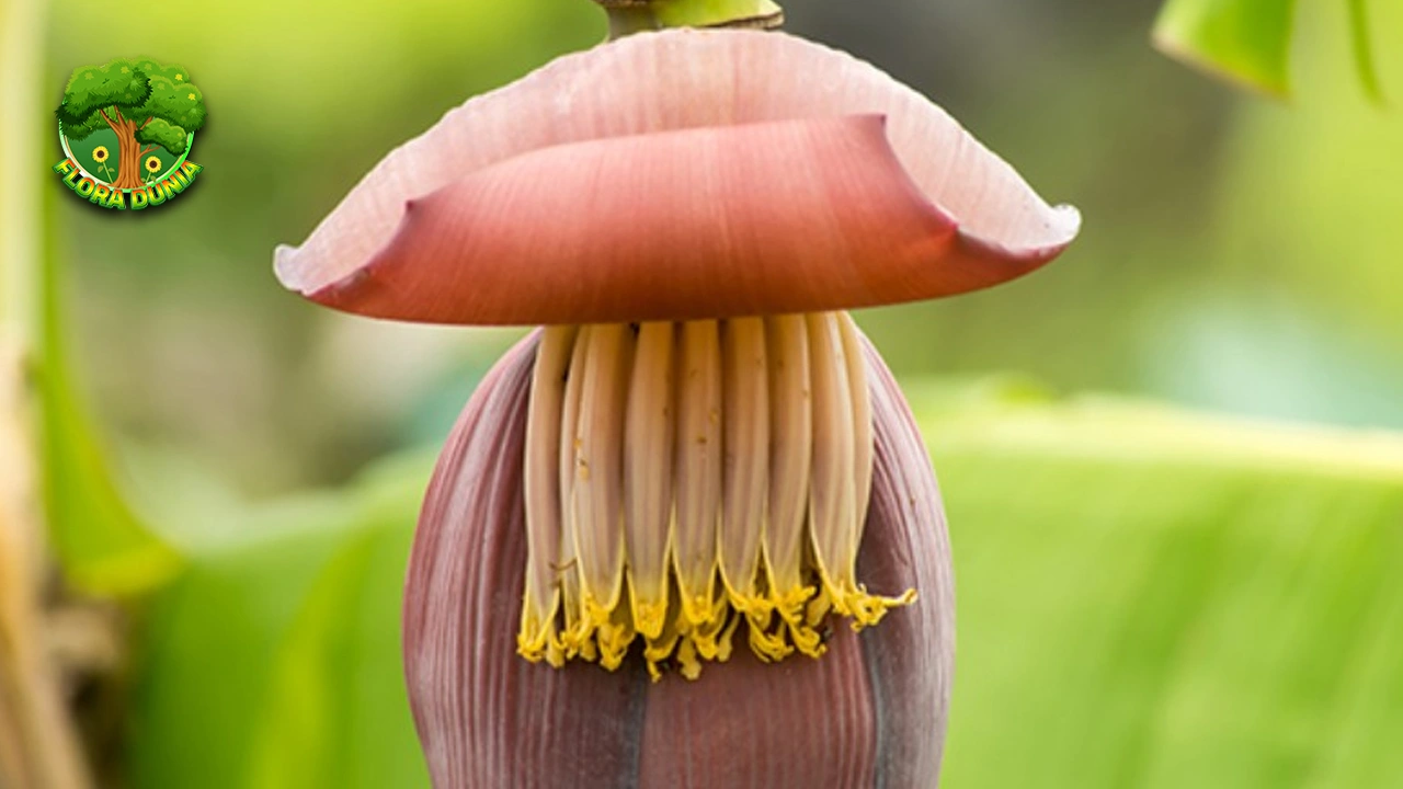 Jantung Pisang: Lezat dan 14 Kaya Manfaat