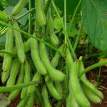 Edamame Si Kacang Ajaib Kaya 100 Manfaat!