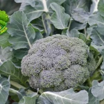 Brokoli Si Hijau Superfood Kaya 20 Manfaat!