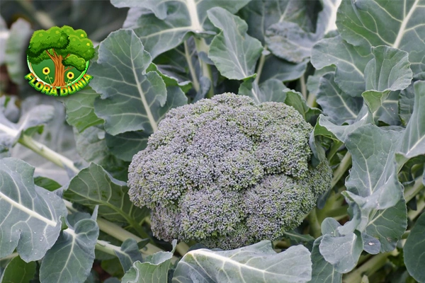 Brokoli Si Hijau Superfood Kaya 20 Manfaat!