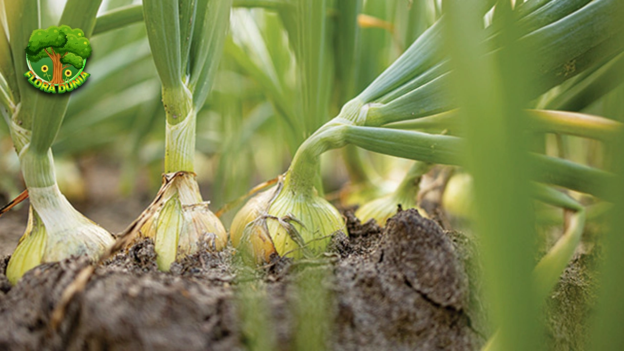 Nutrisi Bawang Bombay, Superfood 2 Harga Murah 4 Nutrisi Bawang Bombay, Superfood 2 Harga Murah