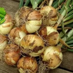 Nutrisi Bawang Bombay, Superfood 2 Harga Murah