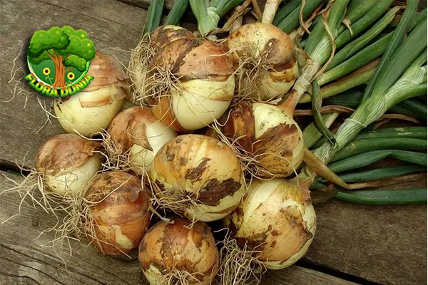 Nutrisi Bawang Bombay, Superfood 2 Harga Murah