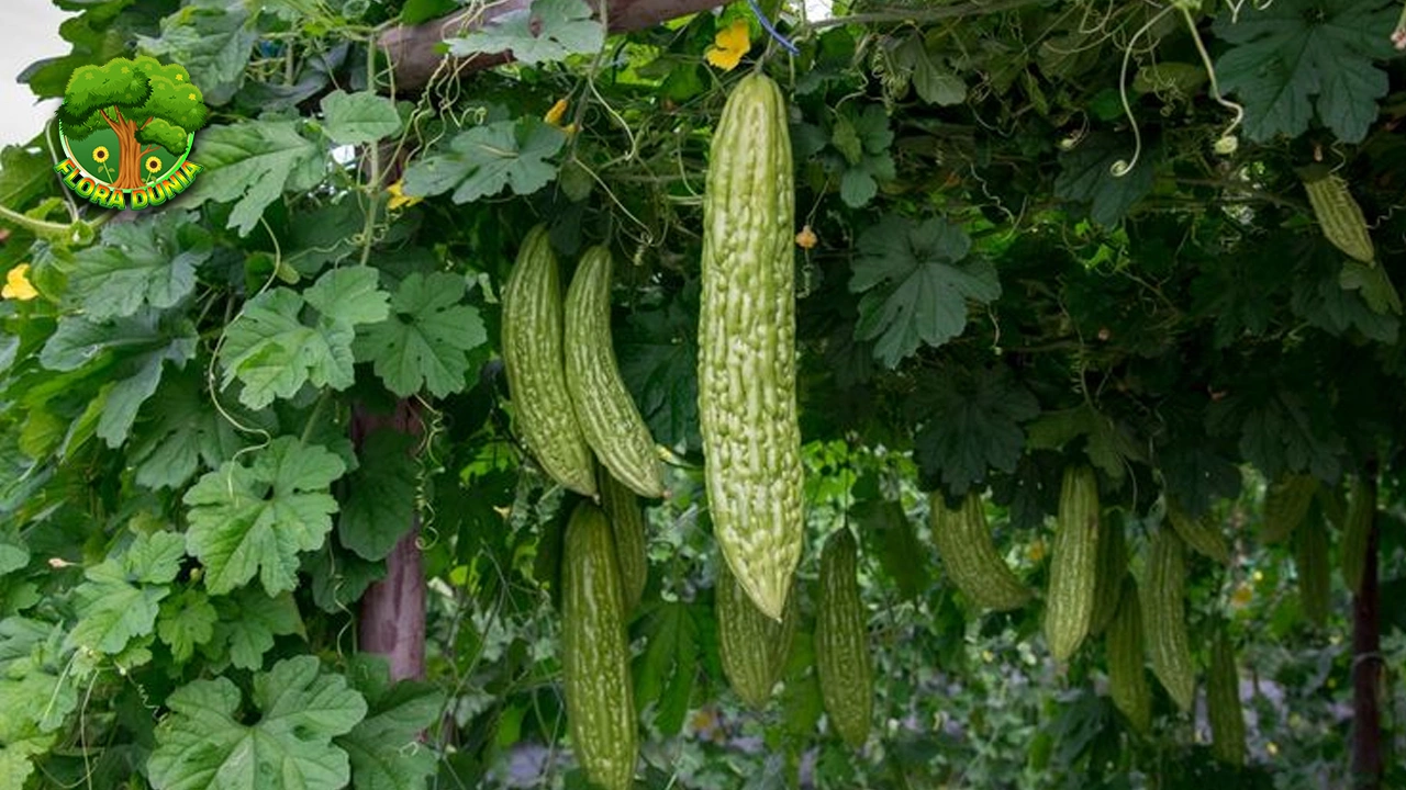 Pare Si Kecil Pahit 3 Penjaga Kesehatan Penuh 2 Pare Si Kecil Pahit 3 Penjaga Kesehatan Penuh