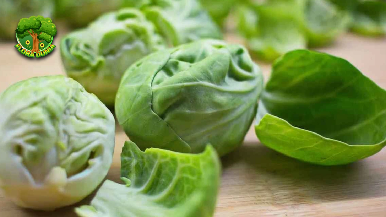 Tumbuhan Ceciwis Modal Dikit Hasil Bintang 5!