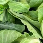 Tumbuhan Ceciwis Modal Dikit Hasil Bintang 5!