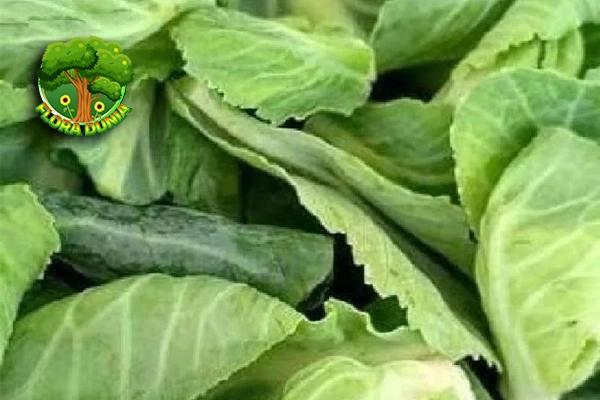 Tumbuhan Ceciwis Modal Dikit Hasil Bintang 5!