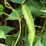 Kecipir 1 Tanaman Hijau Kaya Protein Nabati