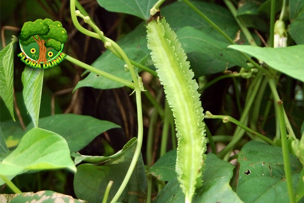 Kecipir 1 Tanaman Hijau Kaya Protein Nabati