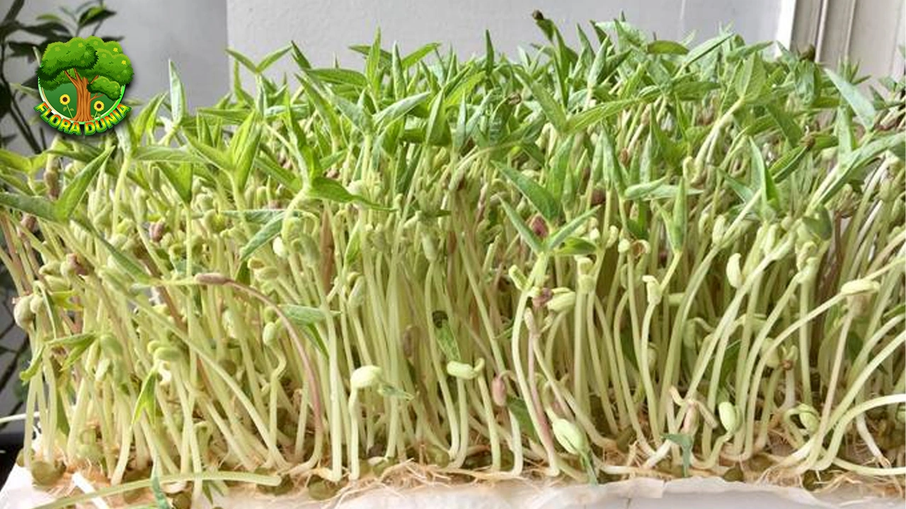 Budidaya Tauge: Mudah, Cepat, dan 8 Bergizi 2 Budidaya Tauge: Mudah, Cepat, dan 8 Bergizi