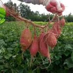 Gizi Ubi Jalar, Solusi 1 Diet Alami Masa Kini