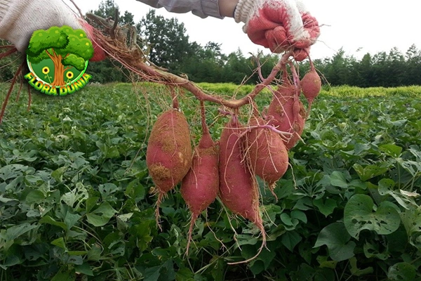 Gizi Ubi Jalar, Solusi 1 Diet Alami Masa Kini